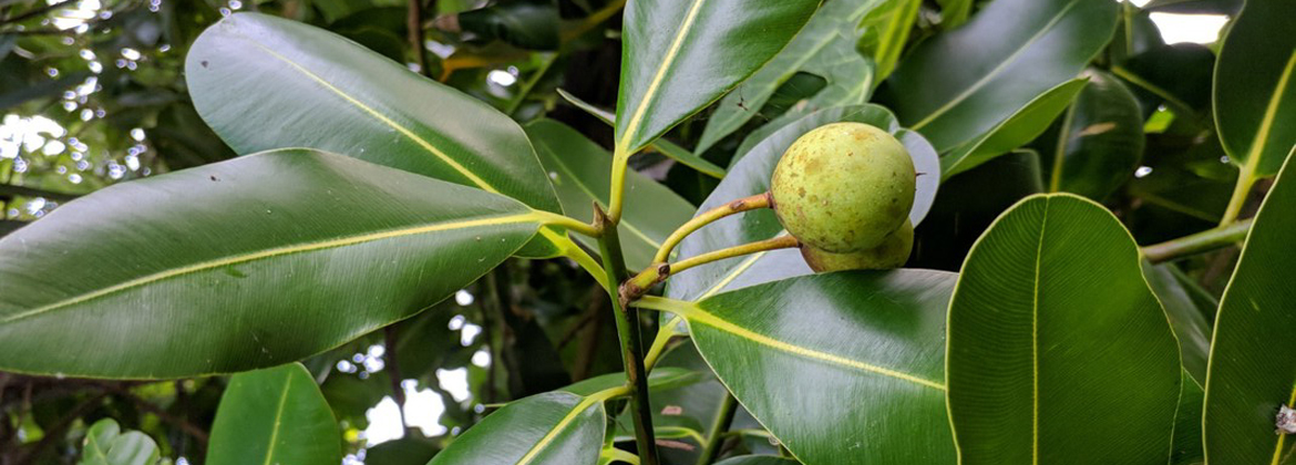 Tamanu