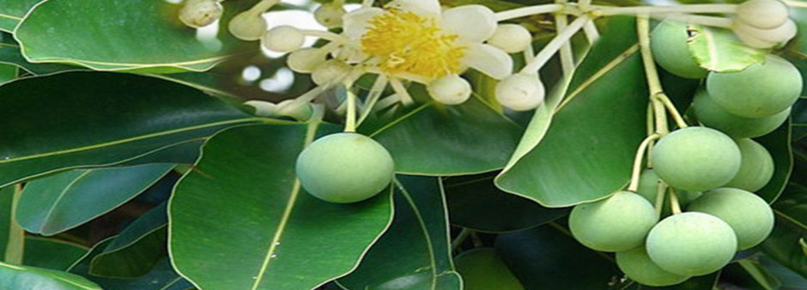Tamanu