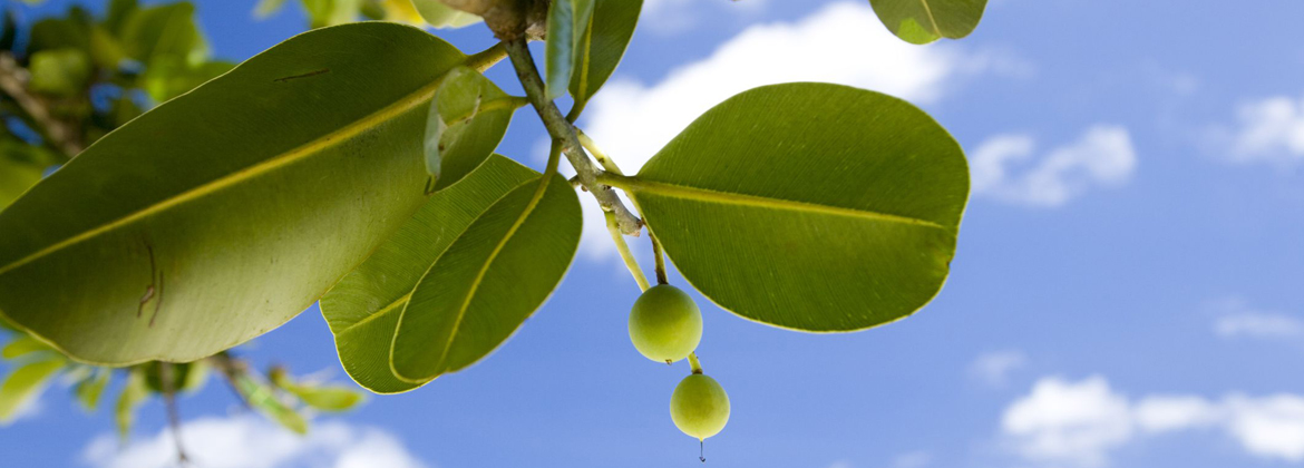 Tamanu