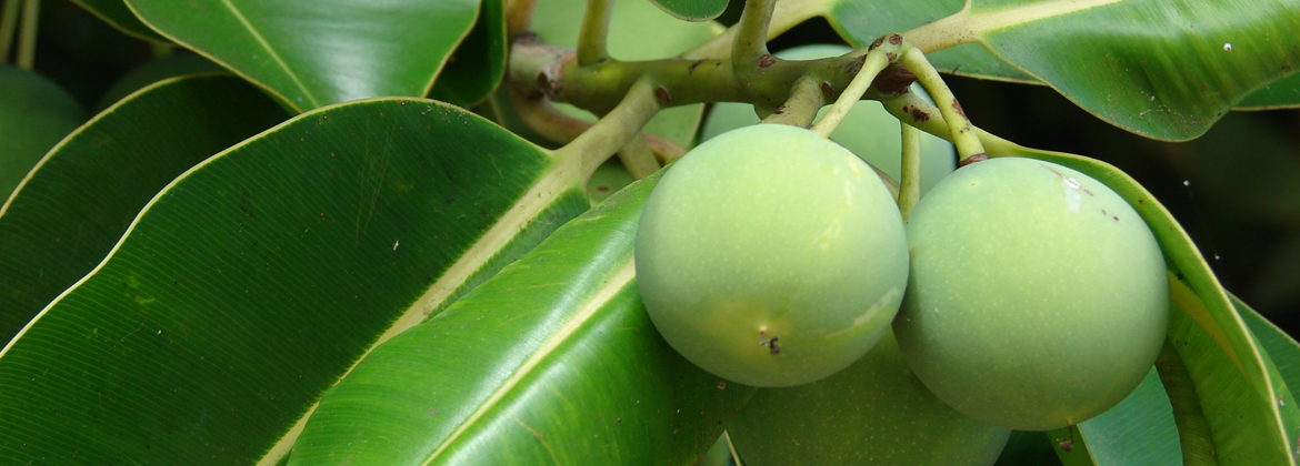 Tamanu