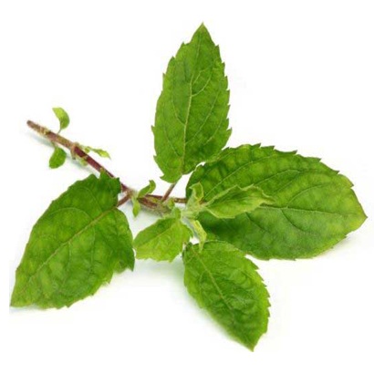 Organic Basil Oil