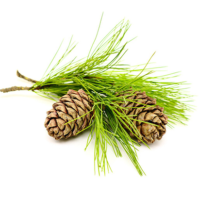 Organic Cypress Oil