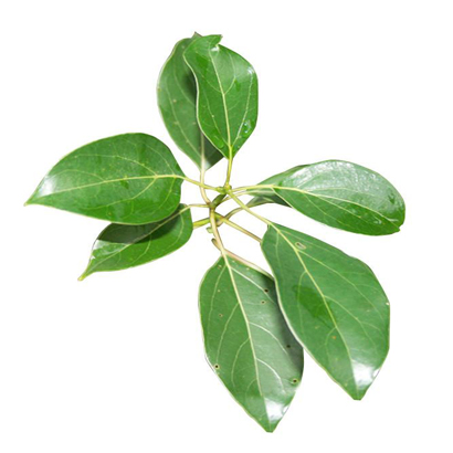 Organic Camphor Oil