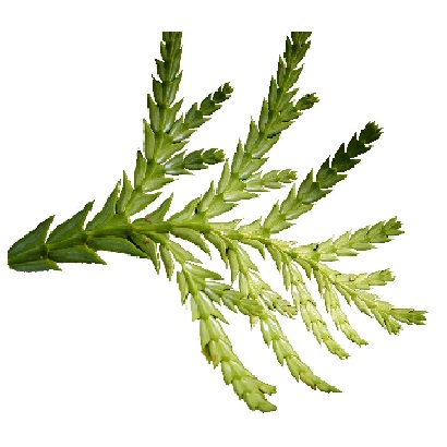 Organic Siam Wood Oil