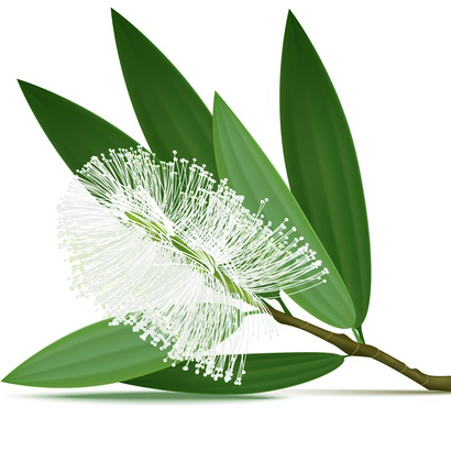 Organic Cajeput Oil